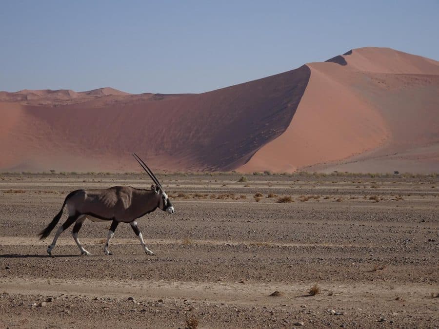 Oryx qui marche devant une dune rose