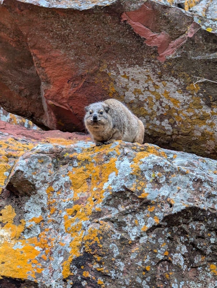 Daman perché sur un rocher couvert de lichen