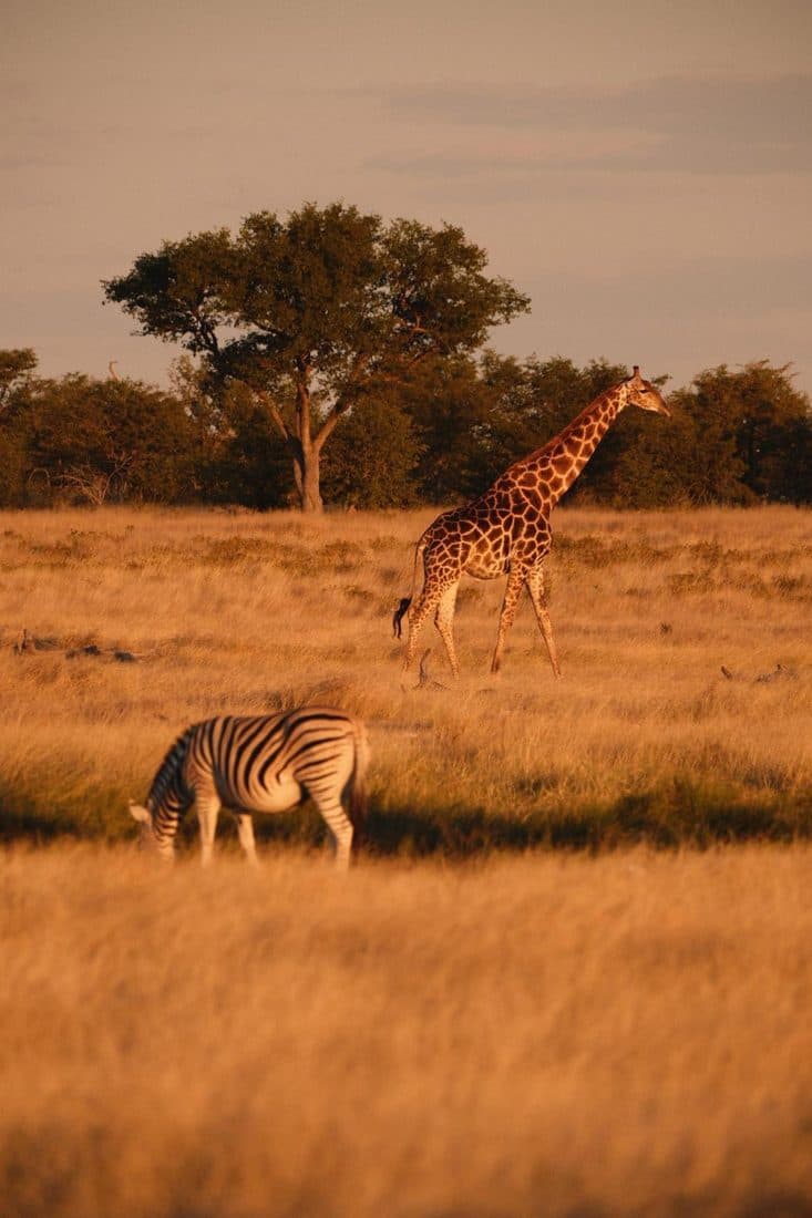 Girafe et zèbre dans la savane au coucher du soleil