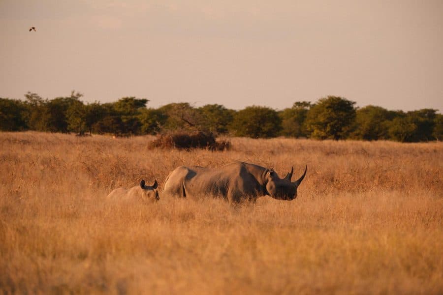 Rhinocéros et son petit dans les herbes dorées