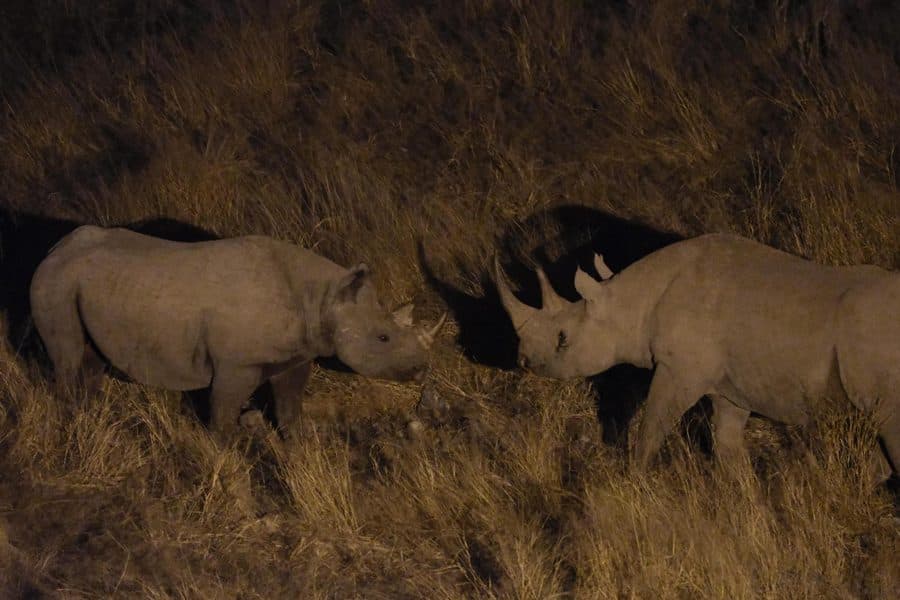 Deux rhinocéros face à face de nuit