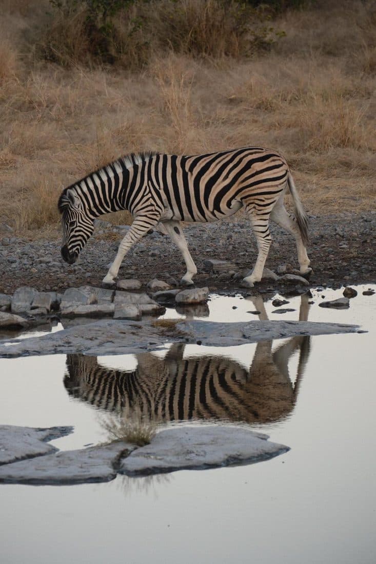Zèbre qui se reflète dans un point d’eau