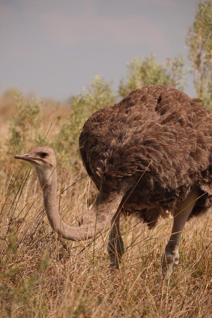 Autruche qui picore dans la savane
