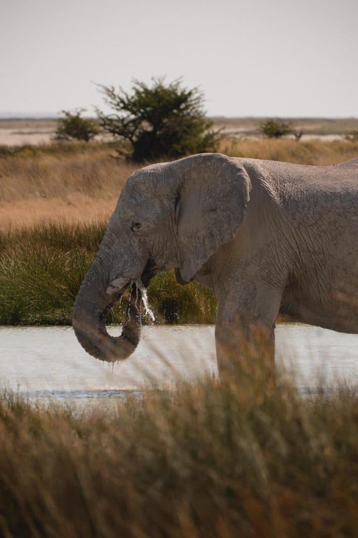 Éléphant qui boit au point d’eau
