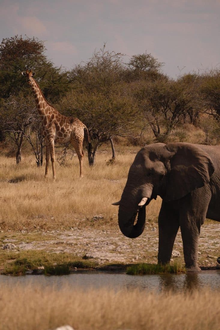 Girafe et éléphant autour d’un point d’eau