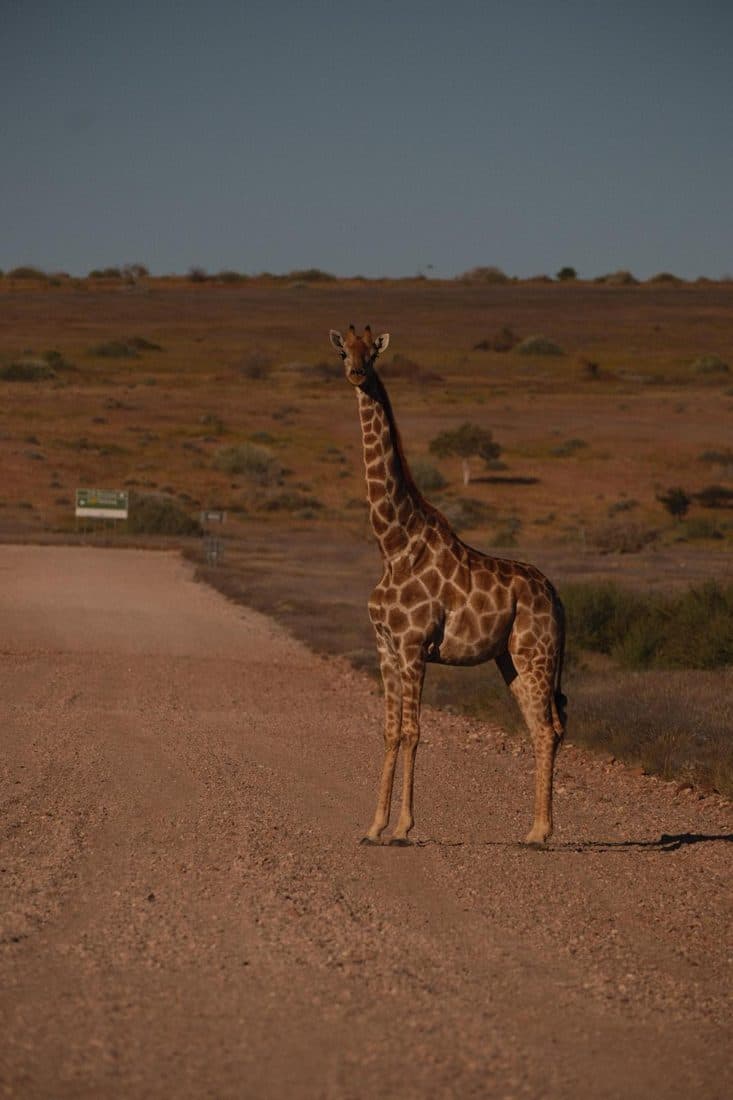 Girafe au milieu d’une piste