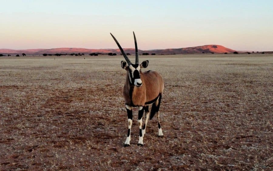 Oryx face à l’objectif au crépuscule