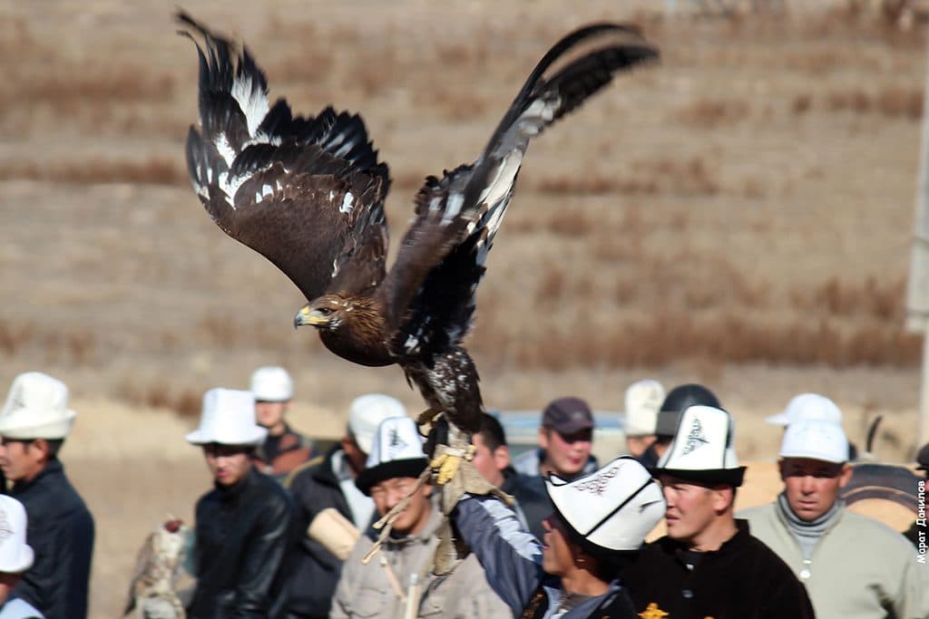 Un chasseur et son aigle royal