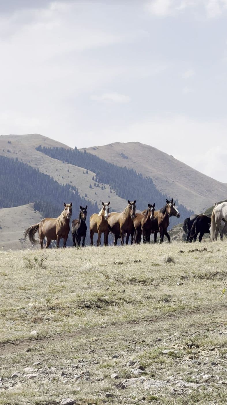 Chevaux sauvages dans la steppe
